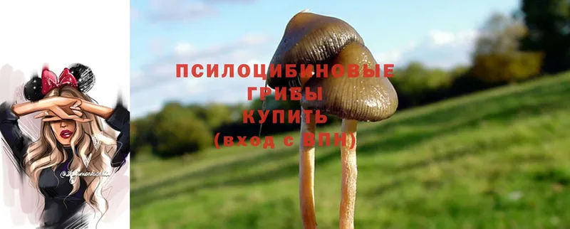 Псилоцибиновые грибы Psilocybine cubensis  Елабуга 